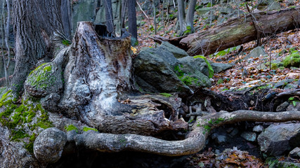 Baumwurzel und Stein im Bodetal