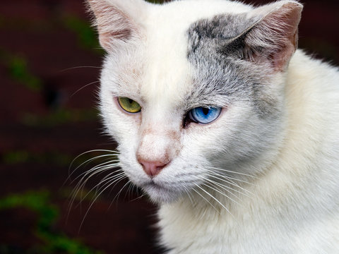 Odd-eye white cat
