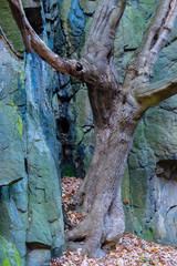 Baum und Fels im Bodetal