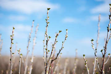 Close-up picture of currant bushes on the field with light blue sky and white clouds. Countryside village rural natural background at sunny weather in spring summer. Nature protection concept.