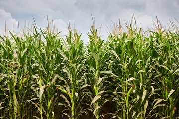 A green field of corn growing up. Agriculture on rainy season.