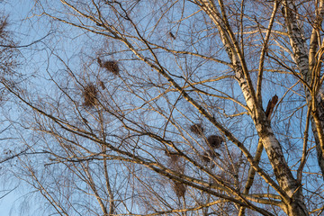Raven nests on birches at sunset in early spring