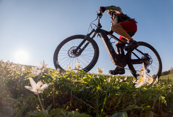 Fototapeta na wymiar pretty senior woman riding her electric mountain bike in early springtime in the Allgau mountains near Oberstaufen, in warm evening light with blooming spring flowers in the Foreground