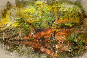 Stunning Autumn Fall colorful vibrant woodland landscape with wild pony by lake