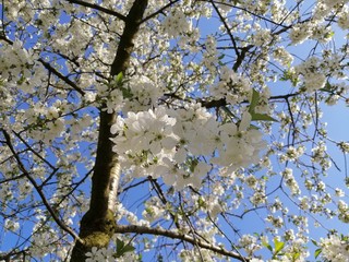 cherry tree blossom in 2020 in Senta