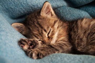 Beautiful tricolor kitten with blue eyes is sweetly laying on the blue bedcover and sleeping. Pet in the home