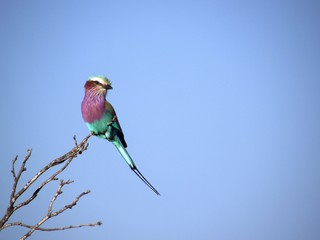 lilac breasted roller
