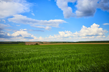 organic green wheat field in sunny day as early stage of farming plant development