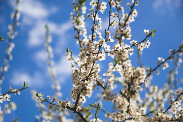 Apricot trees is blooming on blue background. Small white flowers with green leaves on branches. Greeting card. Spring season.