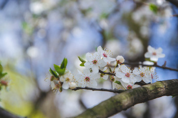 Close up picture of cherry flowers. Spring season and everything is blooming. Small white flowers of apple. Blue and green background. Nature wallpaper. Greeting card. 