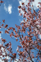 Pink cherry blossom on blue background. Close up picture of pink flowers. Spring season and everything is blooming. Sakura tree with natural view of blue sky.