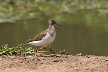 One wood sandpiper walking on the edge of a dam in Mapungubwe National Park in South Africa