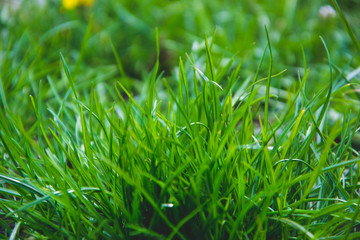 Close up picture of green grass in the garden. Herb background with green shade. Wallpaper. Sunny day. Macro photography. 