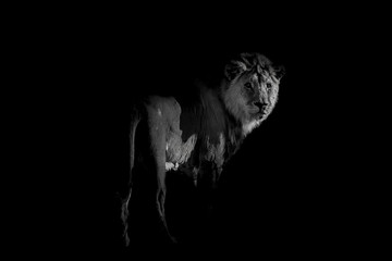 Lion in black and white