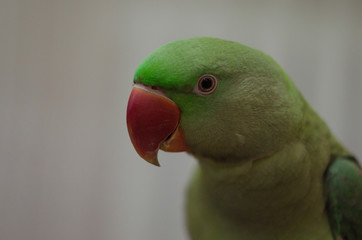 A portrait of a Alexandrine Parakeet, green parrot