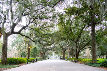 The avenue sheltered by live oaks and Spanish moss in Wormsloe Historic Site in Savannah, Georgia,...