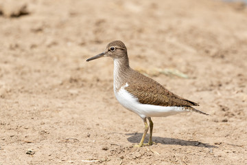 One wood sandpiper walking against a light brown background in Mapungubwe National Park in South Africa