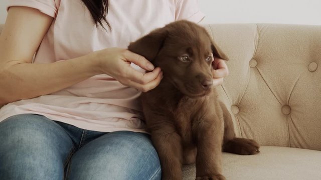 Woman's hands pet an adorable labrador puppy sitting on the sofa