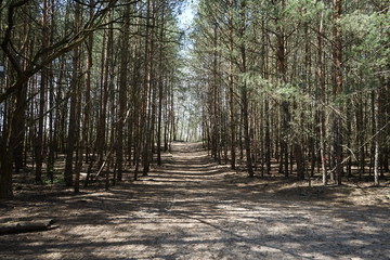 Der Berliner Mauerweg im Wald bei Sacrow