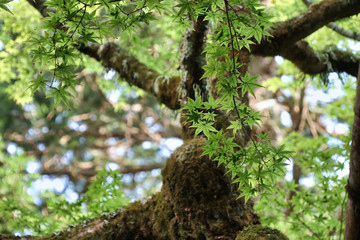 tree in the forest