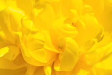 Gelbe Tulpe (2020-04)