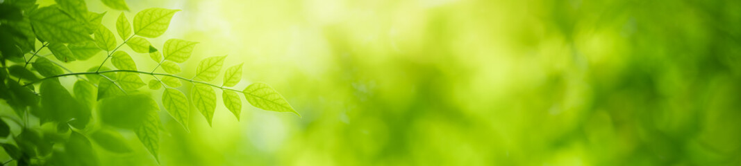 Nature of green leaf in garden at summer. Natural green leaves plants using as spring background cover page greenery environment ecology wallpaper