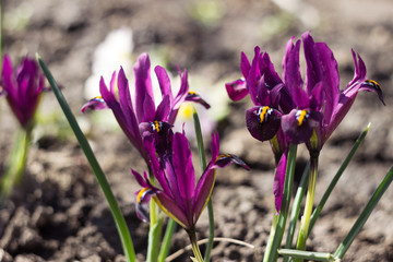Purple iris reticulata (iridodictyum reticulatum) - bulbous plants. Early spring flower, floral...