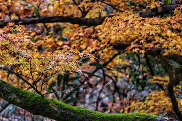 autumn leaves in the forest