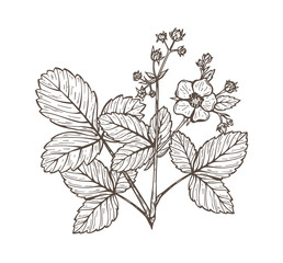 Strawberry Flowers and Leaves. Hand drawn Sketch Blooming Strawberries Plant. Medicinal Herbs. Vector Floral Elements
