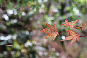 red maple leaves