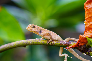 close up macro concept Garden lizard Oriental garden lizard, Eastern garden lizard, Changeable lizard or Calotes versicolor eating water on trees in the garden and sunlight.