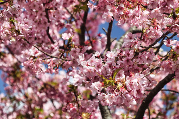 pink cherry blossom