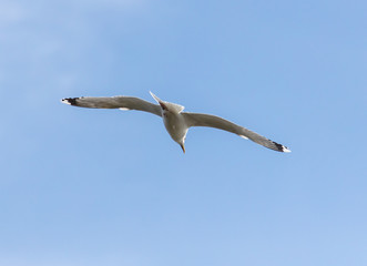 A seagull is flying in the sky.