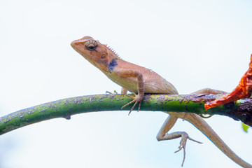close up macro concept Garden lizard Oriental garden lizard, Eastern, Changeable lizard or Calotes versicolor eating water on trees in the garden and sunlight isolated on white background