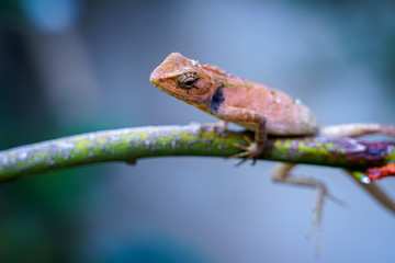close up macro concept Garden lizard Oriental garden lizard, Eastern garden lizard, Changeable lizard or Calotes versicolor eating water on trees in the garden and sunlight.