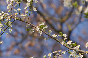 Hawthorn or crataegus branch in bloom in front of a blue sky with selective focus.