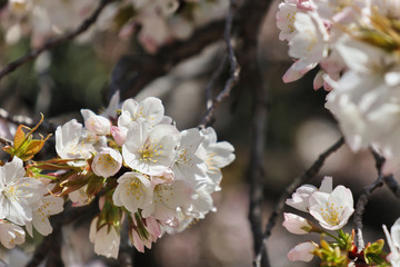 cherry tree blossom