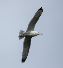 Fototapeta na wymiar A seagull is flying in the sky.