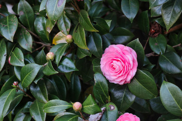 pink roses in garden