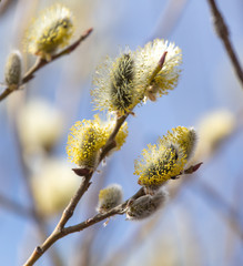 Flowers on willow branches in nature.