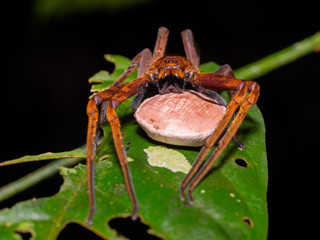 Huntsma Spider - Sparassidae guarding eggs in Gunung Mulu National Park, Borneo