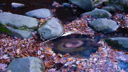 Laubkreisel in der Bode