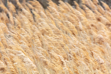 The reeds on the lake.