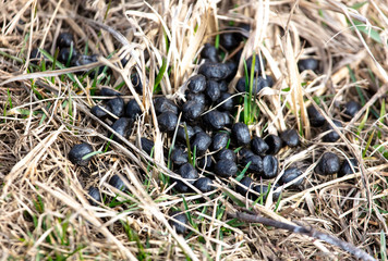 Lamb excrement on the ground