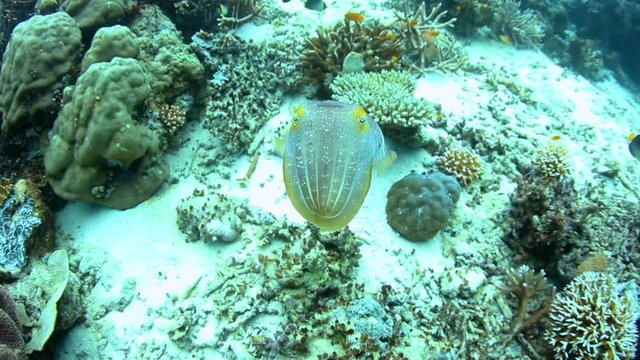 A Broadclub cuttlefish hovers above the seafloor in Raja Ampat, Indonesia. This remote area harbors an amazing variety of marine life and is a popular destination for scuba divers and snorkelers.