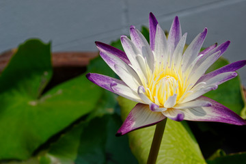 purple water lily