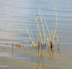 The reeds in the water on the lake.