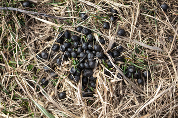 Lamb excrement on the ground