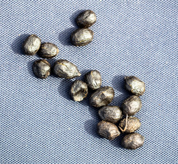 Lamb excrement as a background.