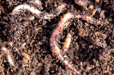 Earthworms in the ground with manure.